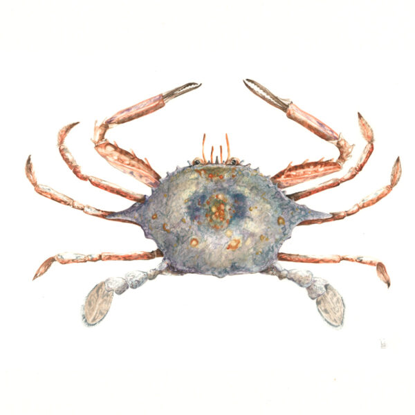 Blue Crab