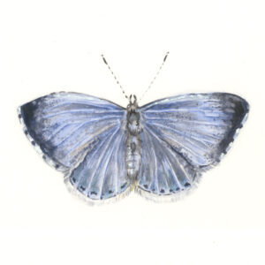 Holly Blue Butterfly