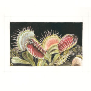 Venus Fly Trap