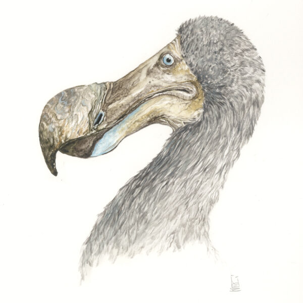 Dodo Portrait