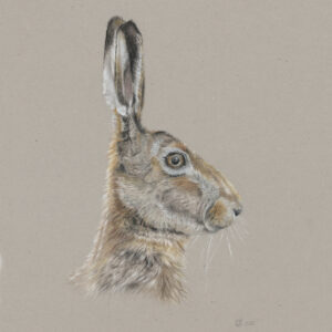 Hare Portrait