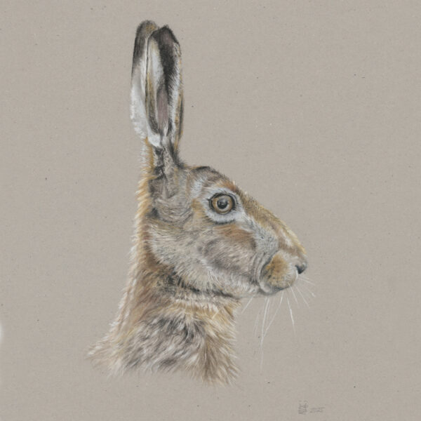 Hare Portrait