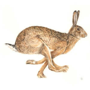 Running Hare