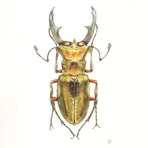 Stag Beetle