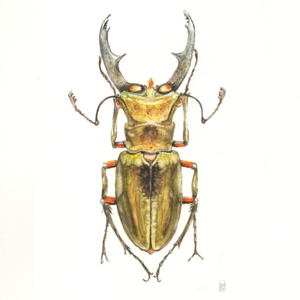 Stag Beetle