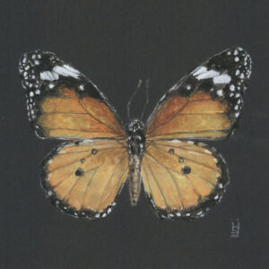 Orange Monarch Butterfly