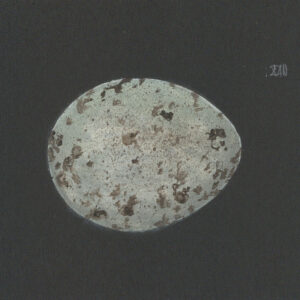 Gulls Egg