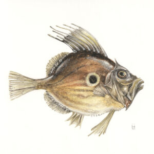 John Dory