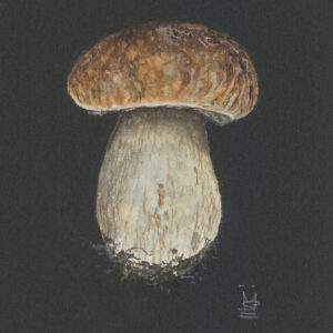 Porcini Mushroom