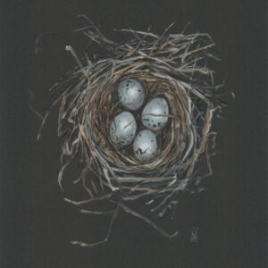Blackbird Nest