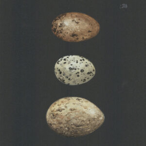 Trio of Birds Egg on Black