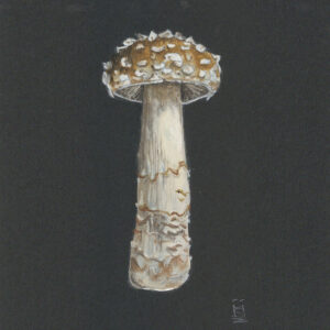 Baby Fly Agaric Toadstool on Black