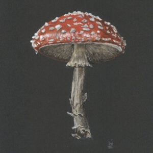 Fly Agaric Toadstool on Black