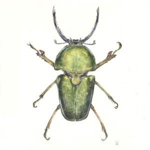 Saw Tooth Stag Beetle